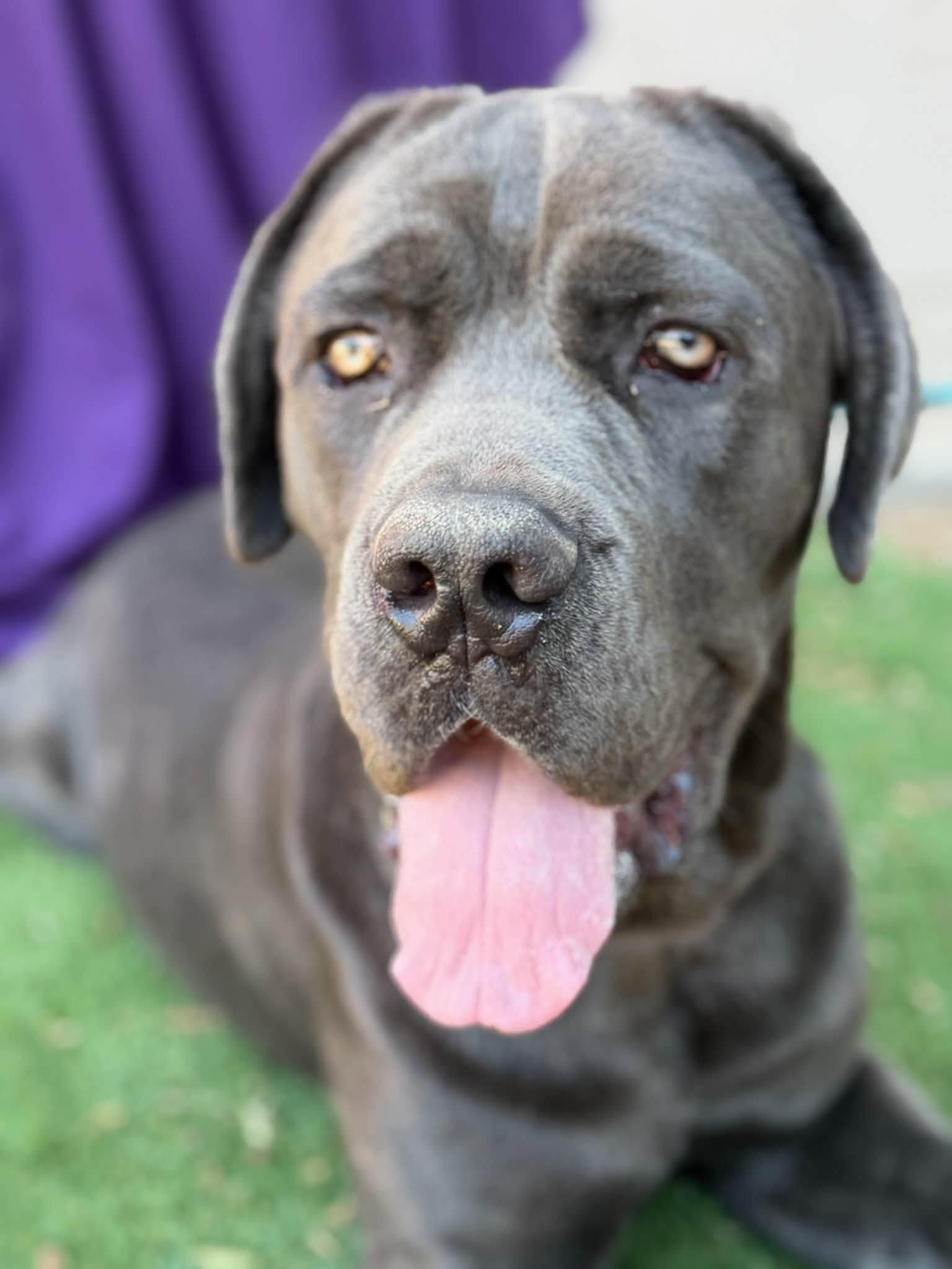 Enlarge RIVAS, a Adoptable Cane Corso in Glendale, AZ image 3/3