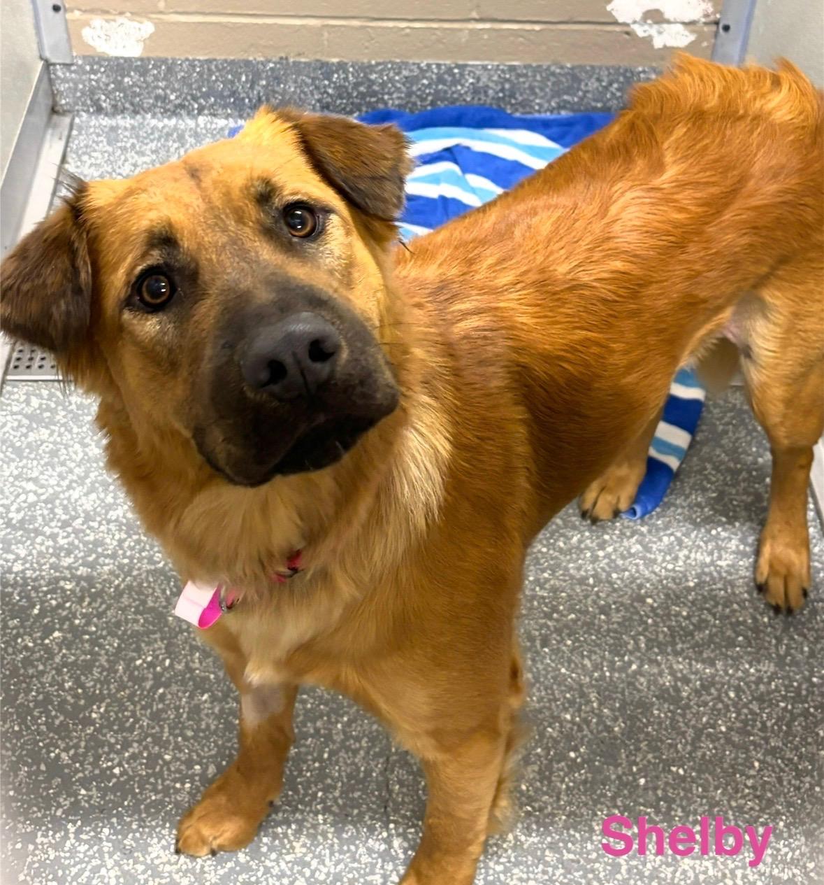 Shelby, Adoptable, Adult Female Retriever & Shepherd.