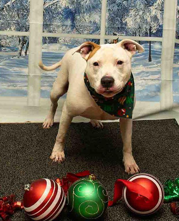 Enlarge Lilybet, a ADOPTABLE mixed breed in Sanford, FL image 3/3