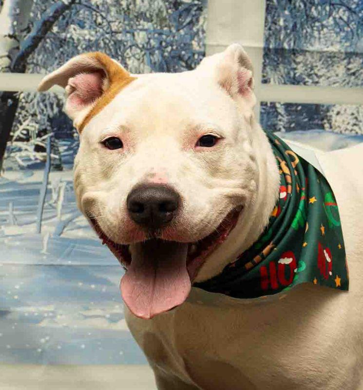 Lilybet, ADOPTABLE, Adult Female Terrier.