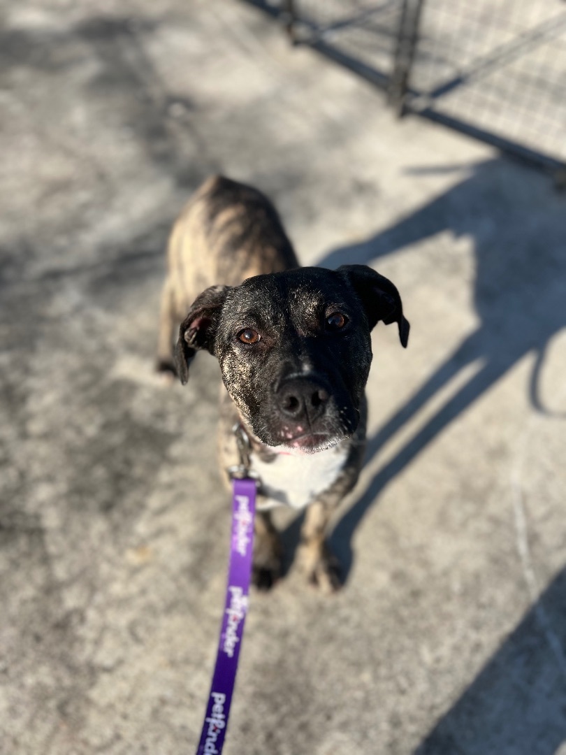 Jasper, a Adoptable mixed breed in Baton Rouge, LA image 2/3