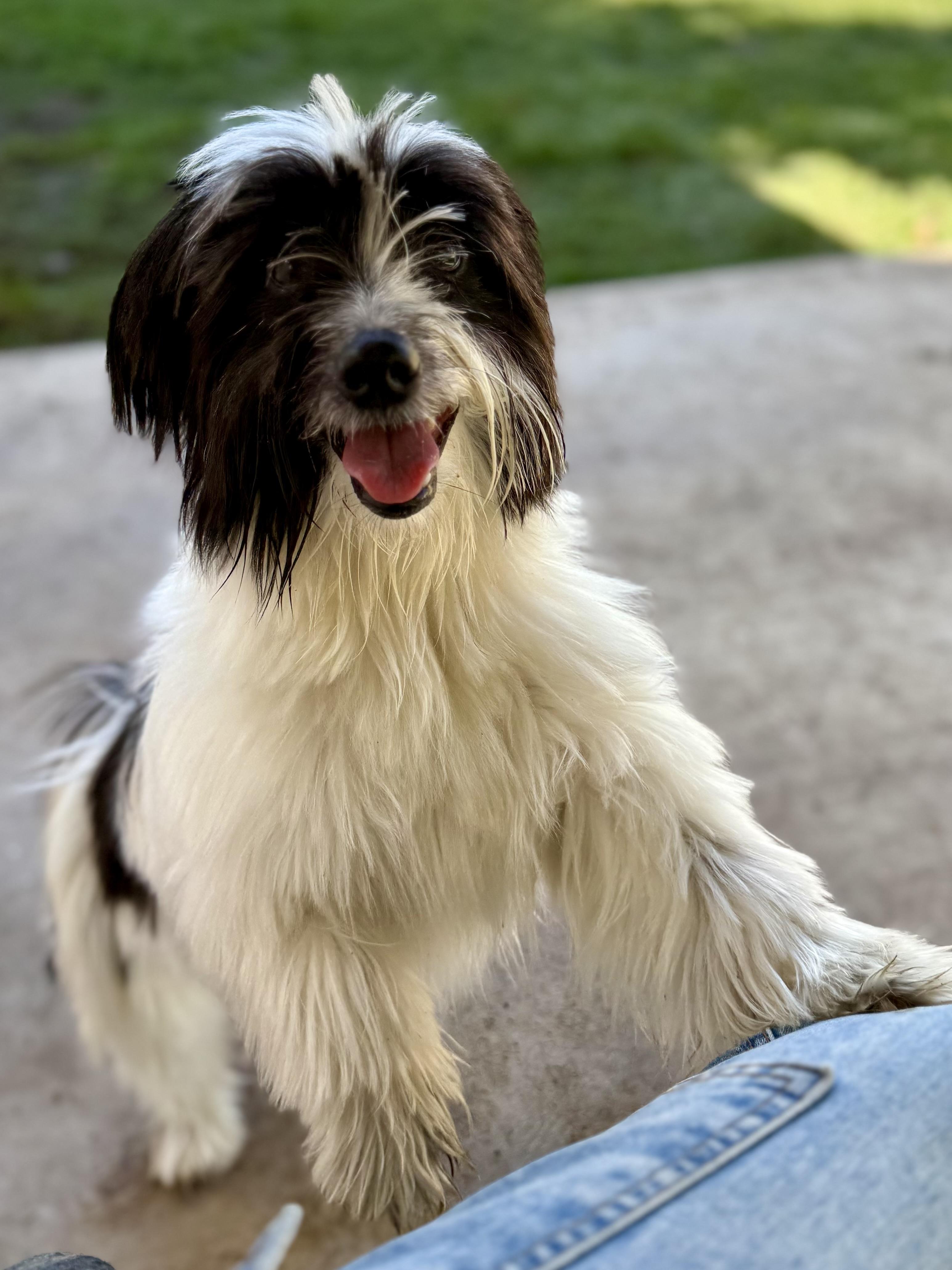 Belle, an adopted mixed breed in Lodi, CA image 2/6