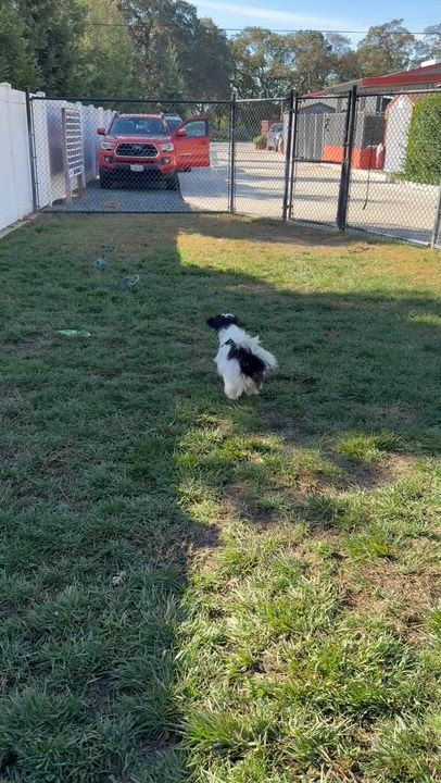 Enlarge Belle, an adopted mixed breed in Lodi, CA video 6/6