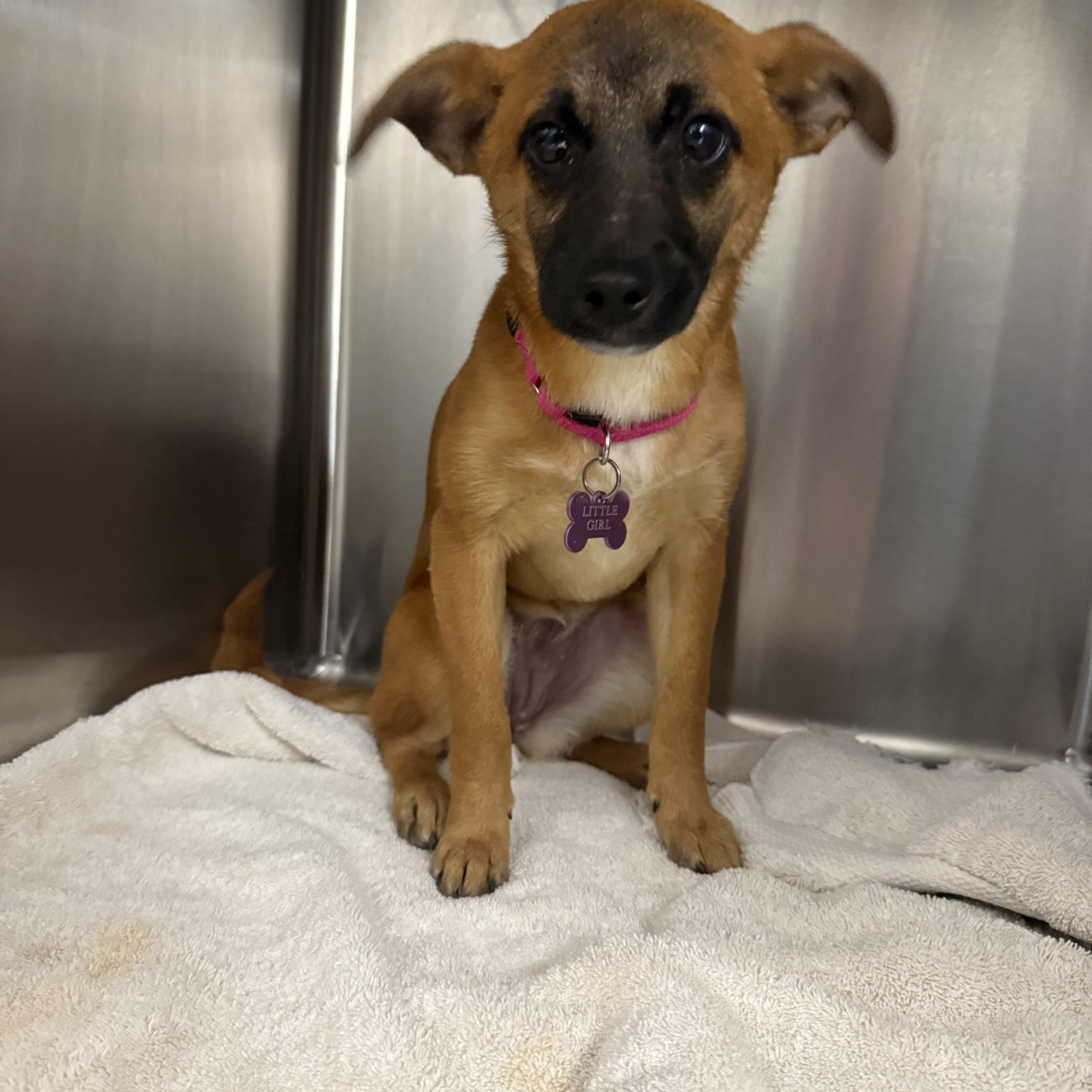 Enlarge Amira, a ADOPTABLE mixed breed in Otis, OR image 3/4