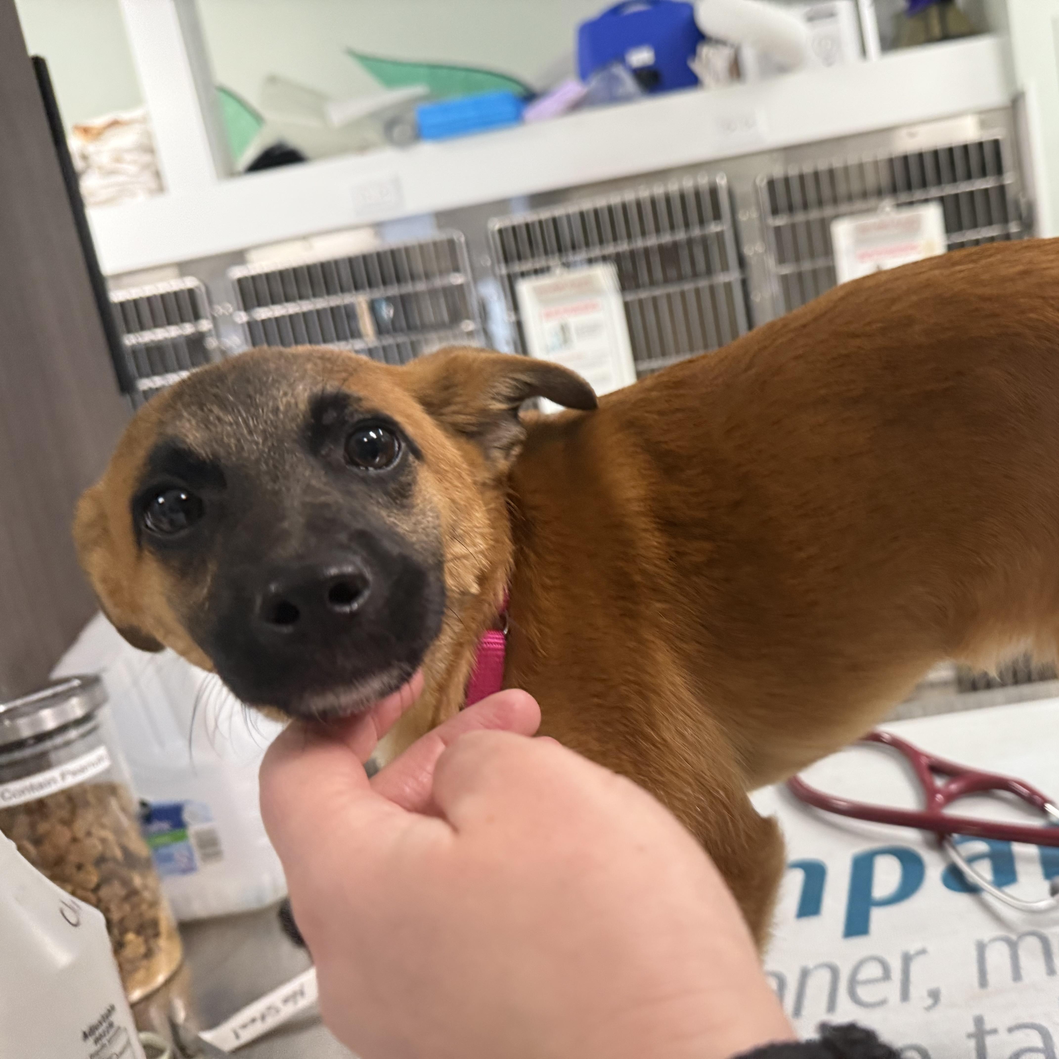 Amira, ADOPTABLE, Puppy Female Chihuahua.