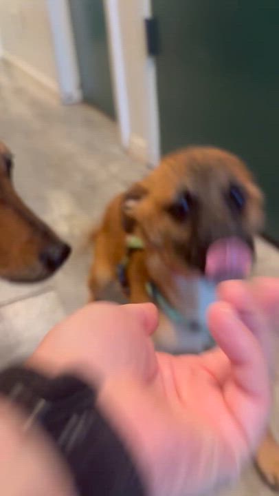 Enlarge Amira, a ADOPTABLE mixed breed in Otis, OR video 4/4