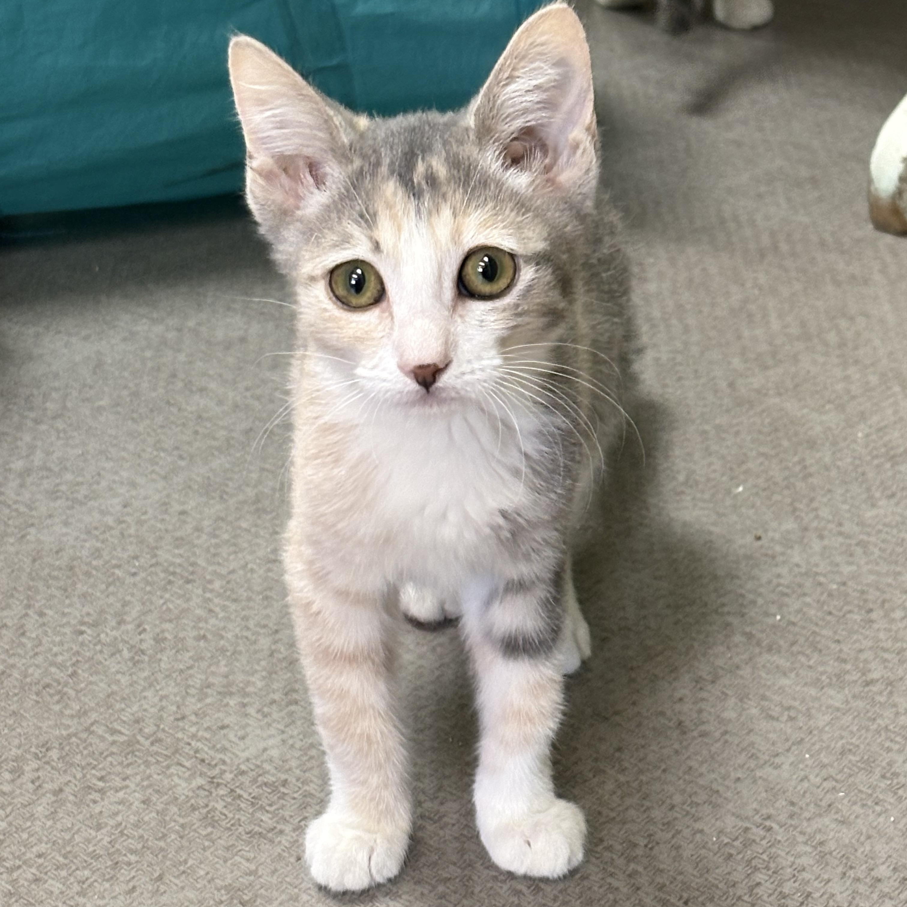 Louise, Adoptable, Young Female Domestic Short Hair.