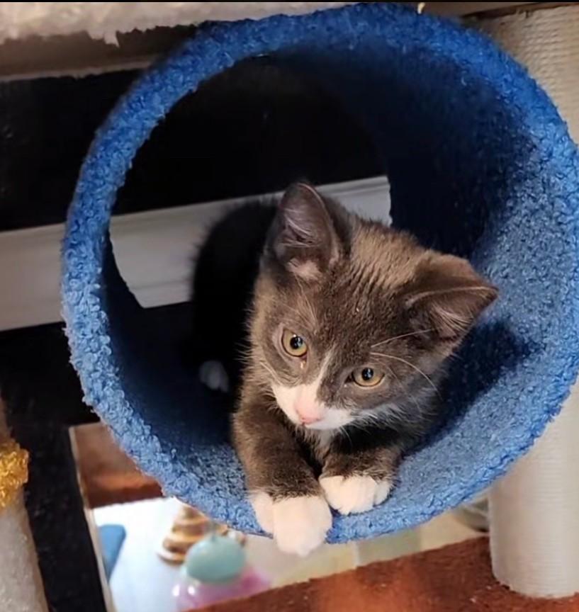 Litter-Box Lenny, adoptable, Kitten Male Domestic Short Hair.