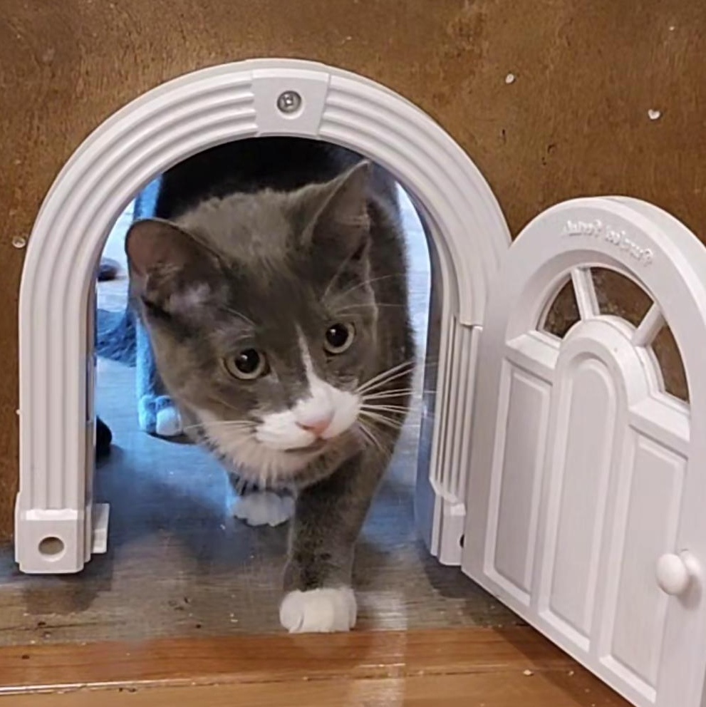 Enlarge Litter-Box Lenny, an adoptable Domestic Short Hair in Lacey, WA image 3/5