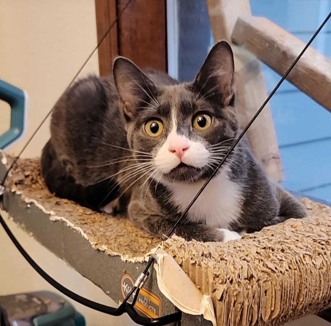 Enlarge Litter-Box Lenny, an adoptable Domestic Short Hair in Lacey, WA image 2/5