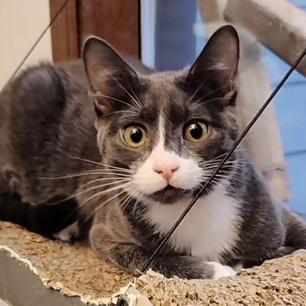 Enlarge Litter-Box Lenny, an adoptable Domestic Short Hair in Lacey, WA image 1/5