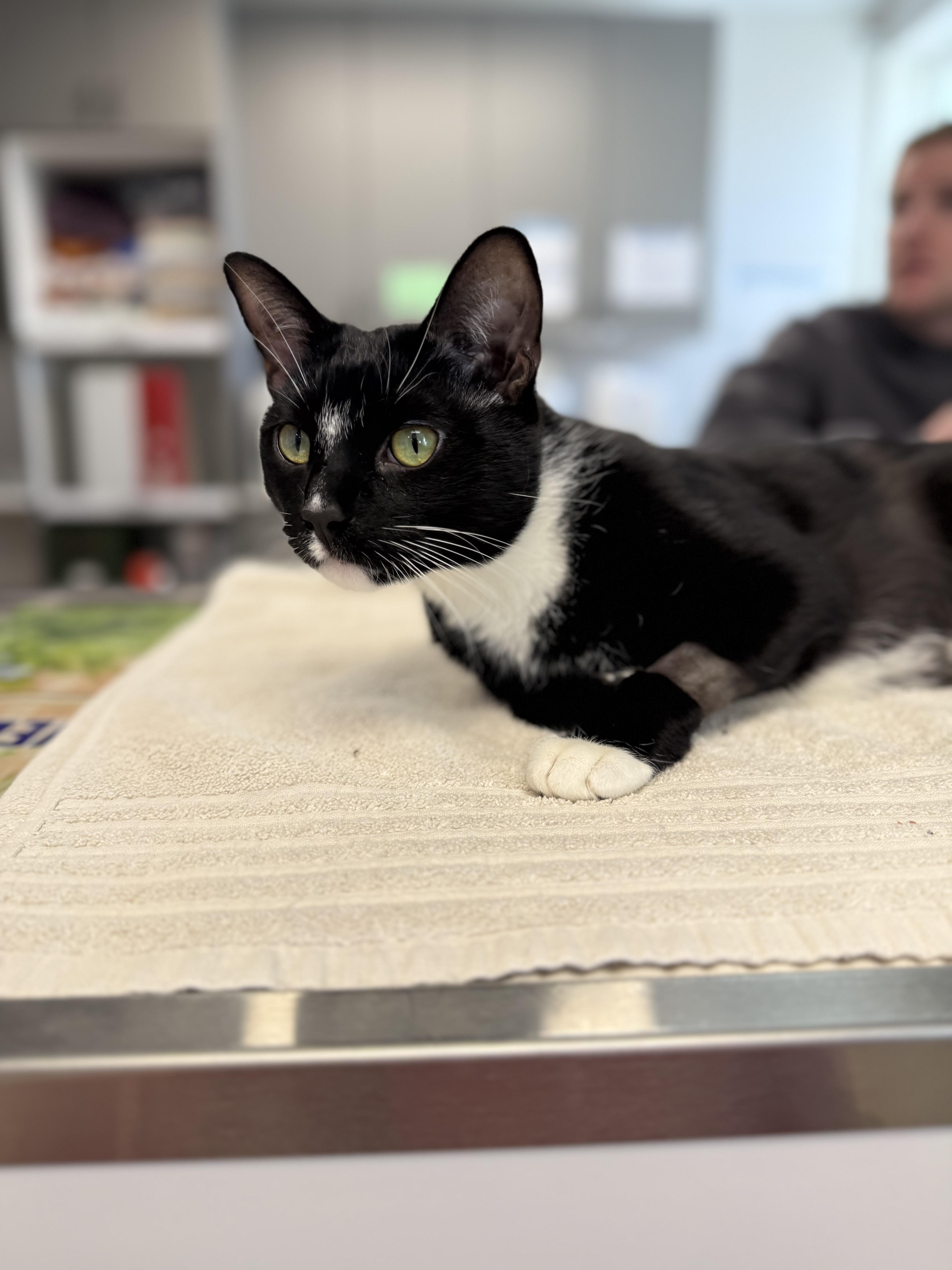 Enlarge Leroy, a ADOPTABLE Domestic Short Hair in Ypsilanti, MI image 3/3