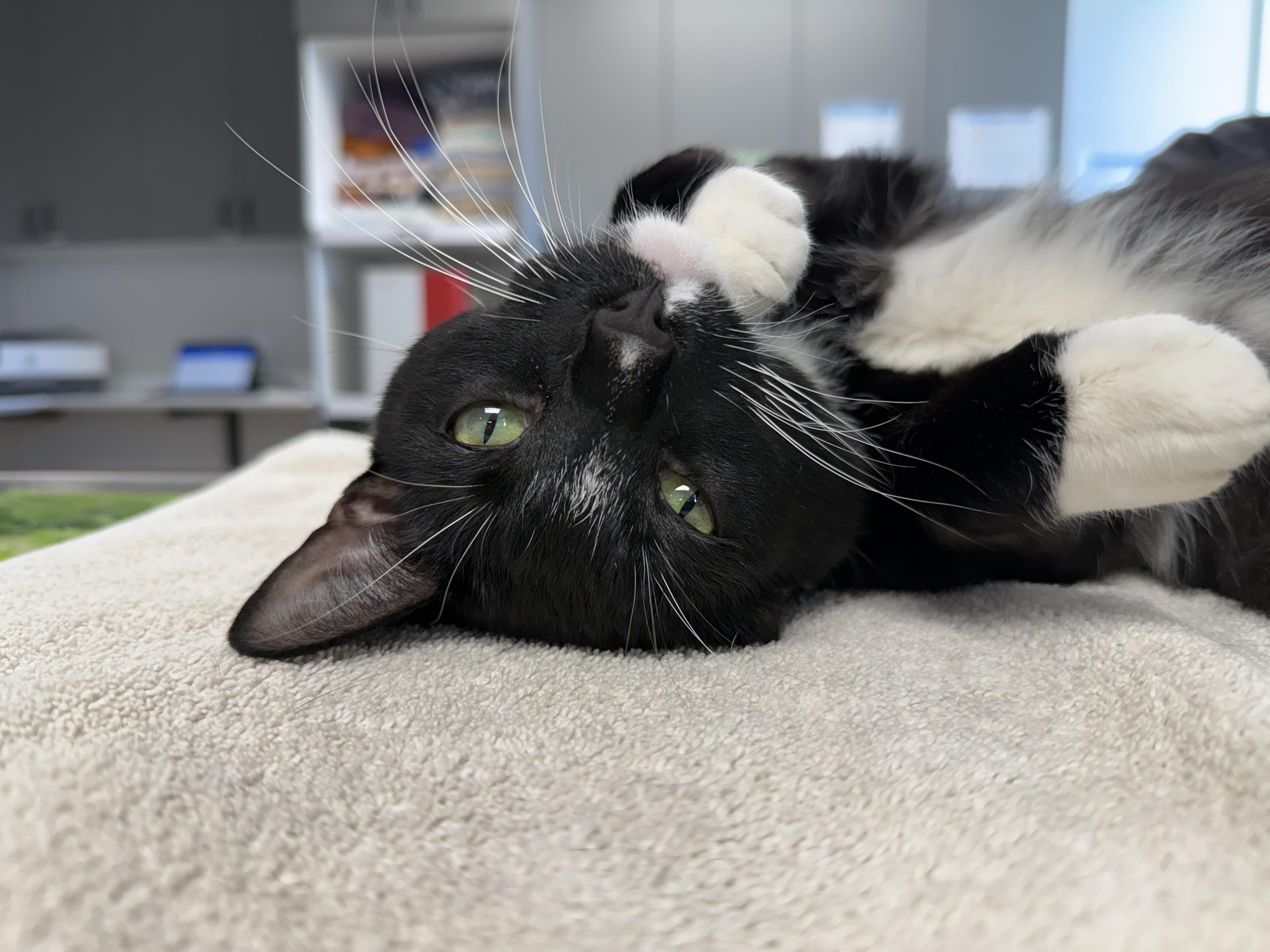 Enlarge Leroy, a ADOPTABLE Domestic Short Hair in Ypsilanti, MI image 2/3