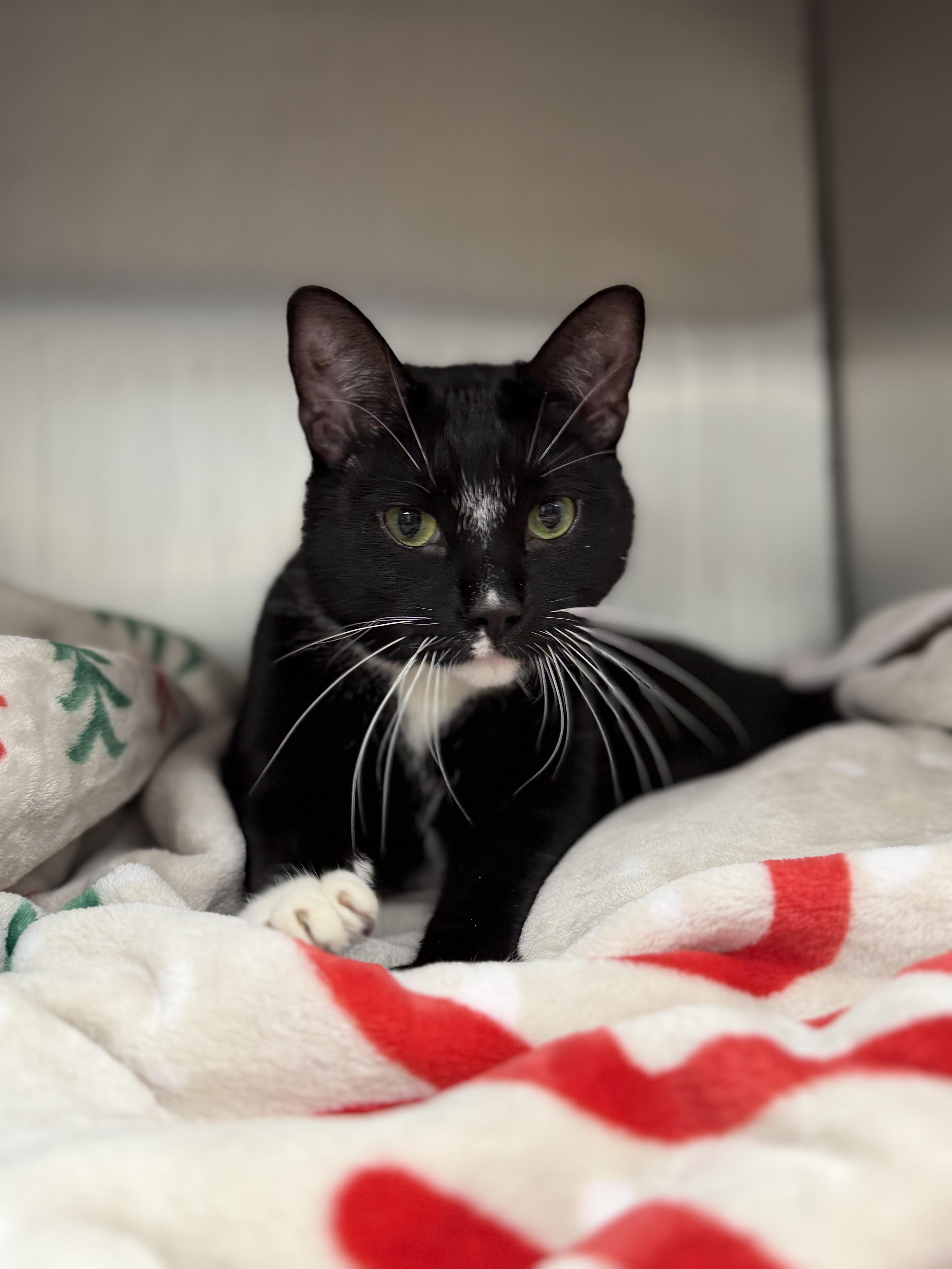 Enlarge Leroy, a ADOPTABLE Domestic Short Hair in Ypsilanti, MI image 1/3
