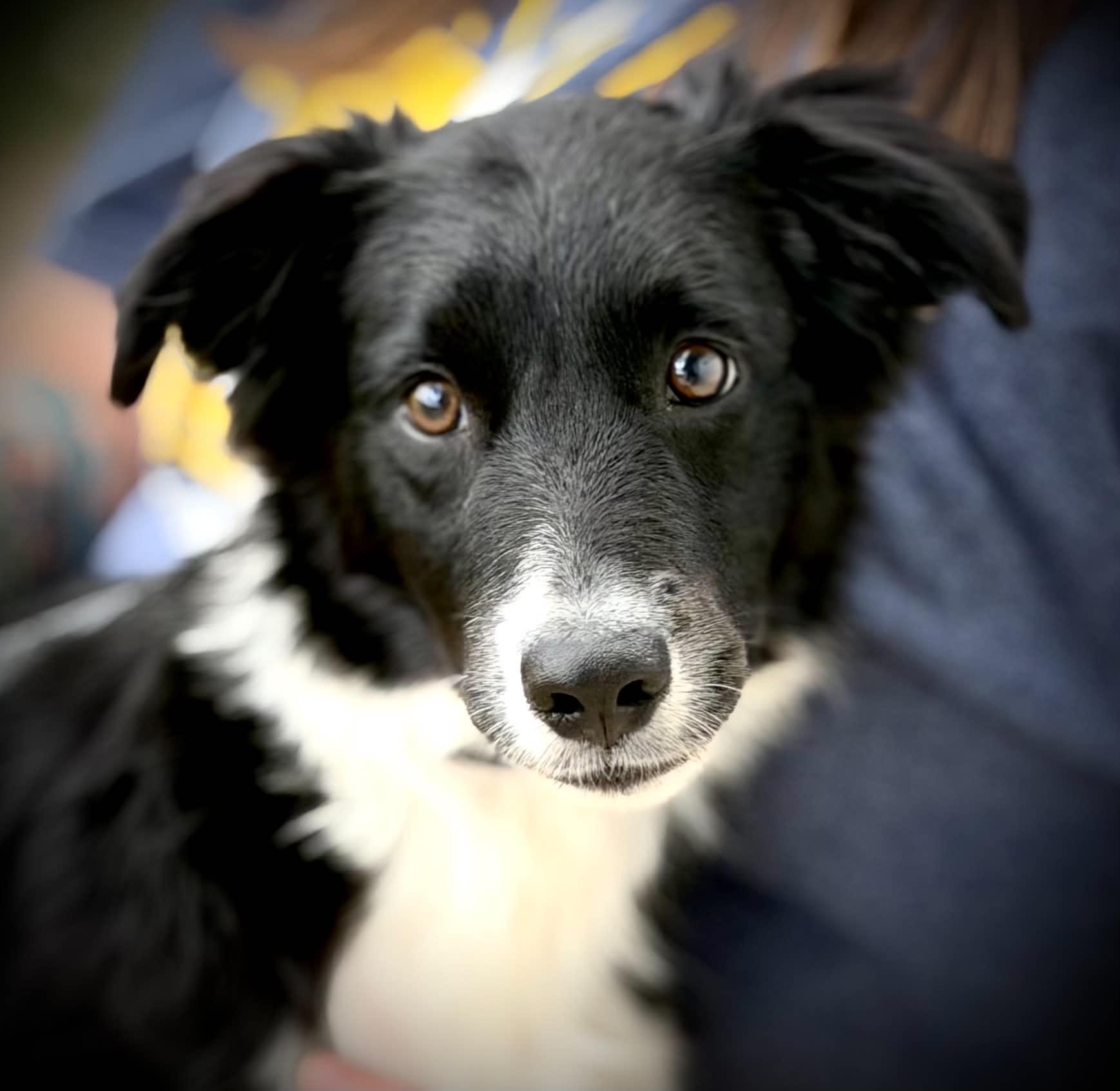 Enlarge Minor, an adopted Border Collie in Seymour, IN image 2/4