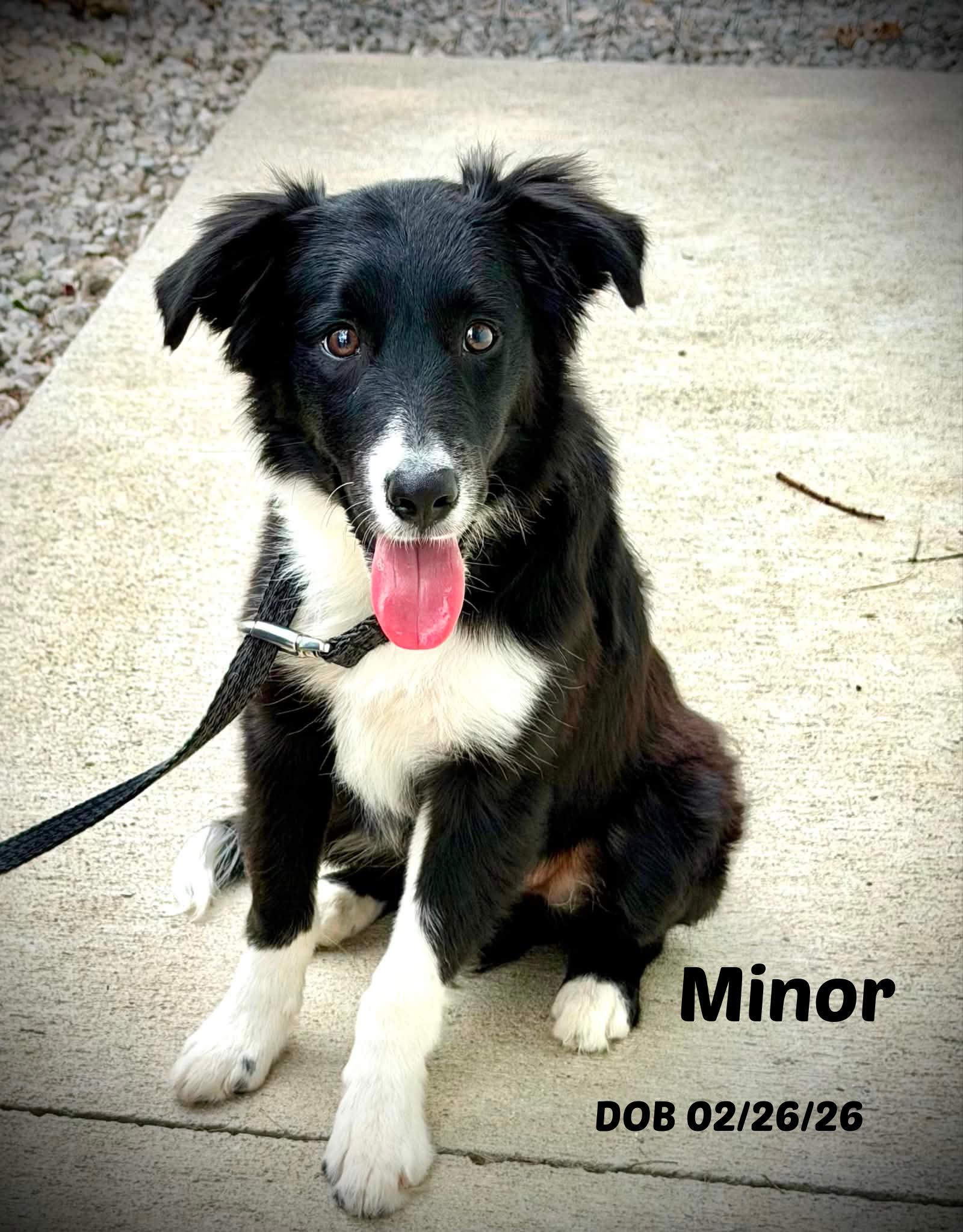 Minor, adopted, Puppy Male Border Collie.
