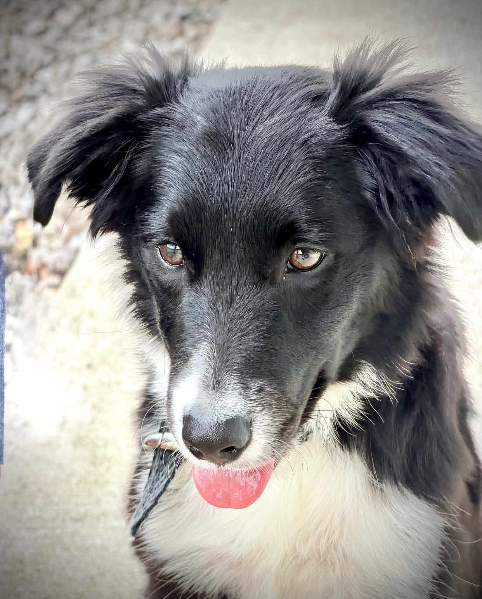 Enlarge Minor, an adopted Border Collie in Seymour, IN image 3/4