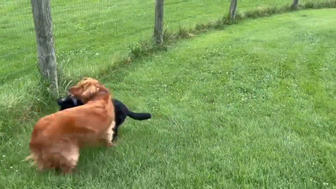 Enlarge Minor, an adopted Border Collie in Seymour, IN video 4/4