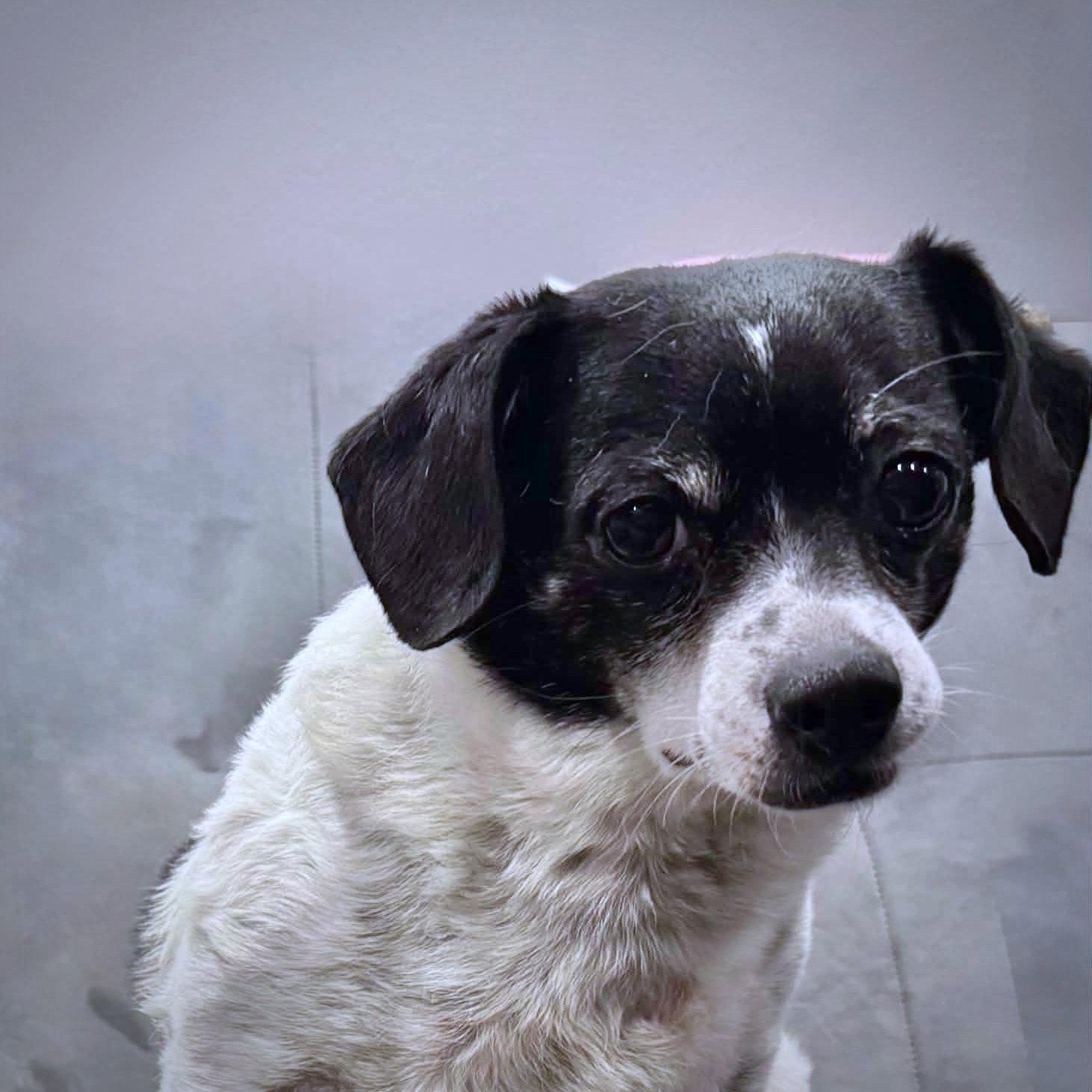 Peanut (MI), a Adoptable mixed breed in Ferndale, MI image 1/3