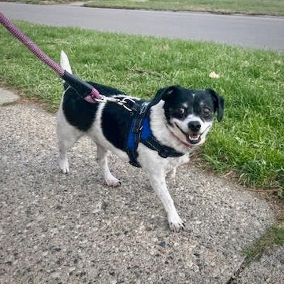 Peanut (MI), a Adoptable mixed breed in Ferndale, MI image 2/3