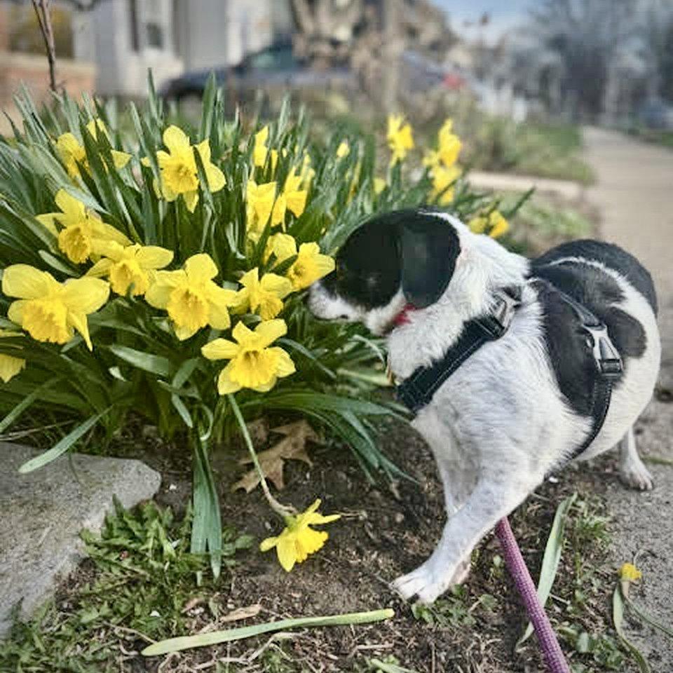 Peanut (MI), a Adoptable mixed breed in Ferndale, MI image 3/3