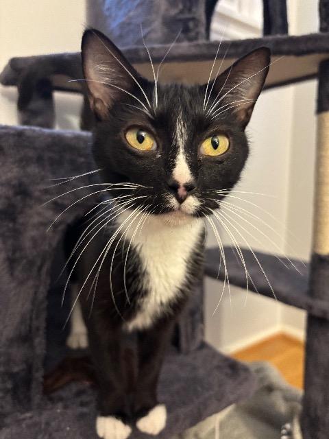 Fuzzy Socks thumbnail 3