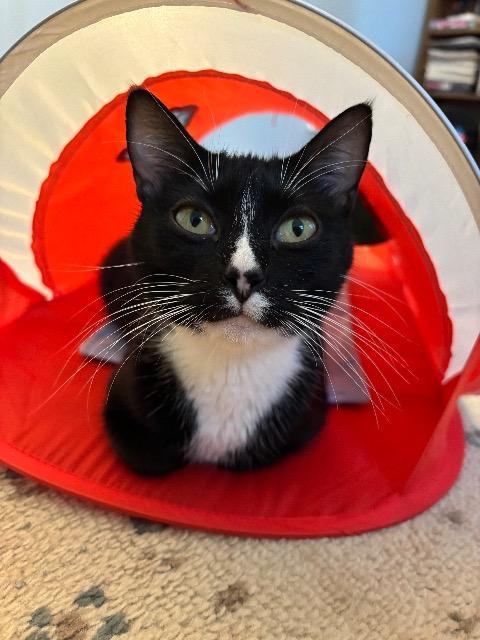 Fuzzy Socks thumbnail 4