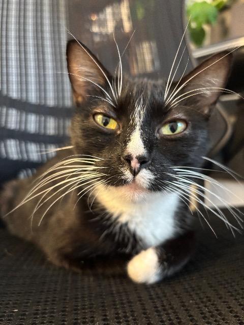 Fuzzy Socks thumbnail 6