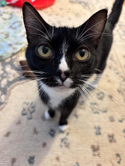 Fuzzy Socks thumbnail 7