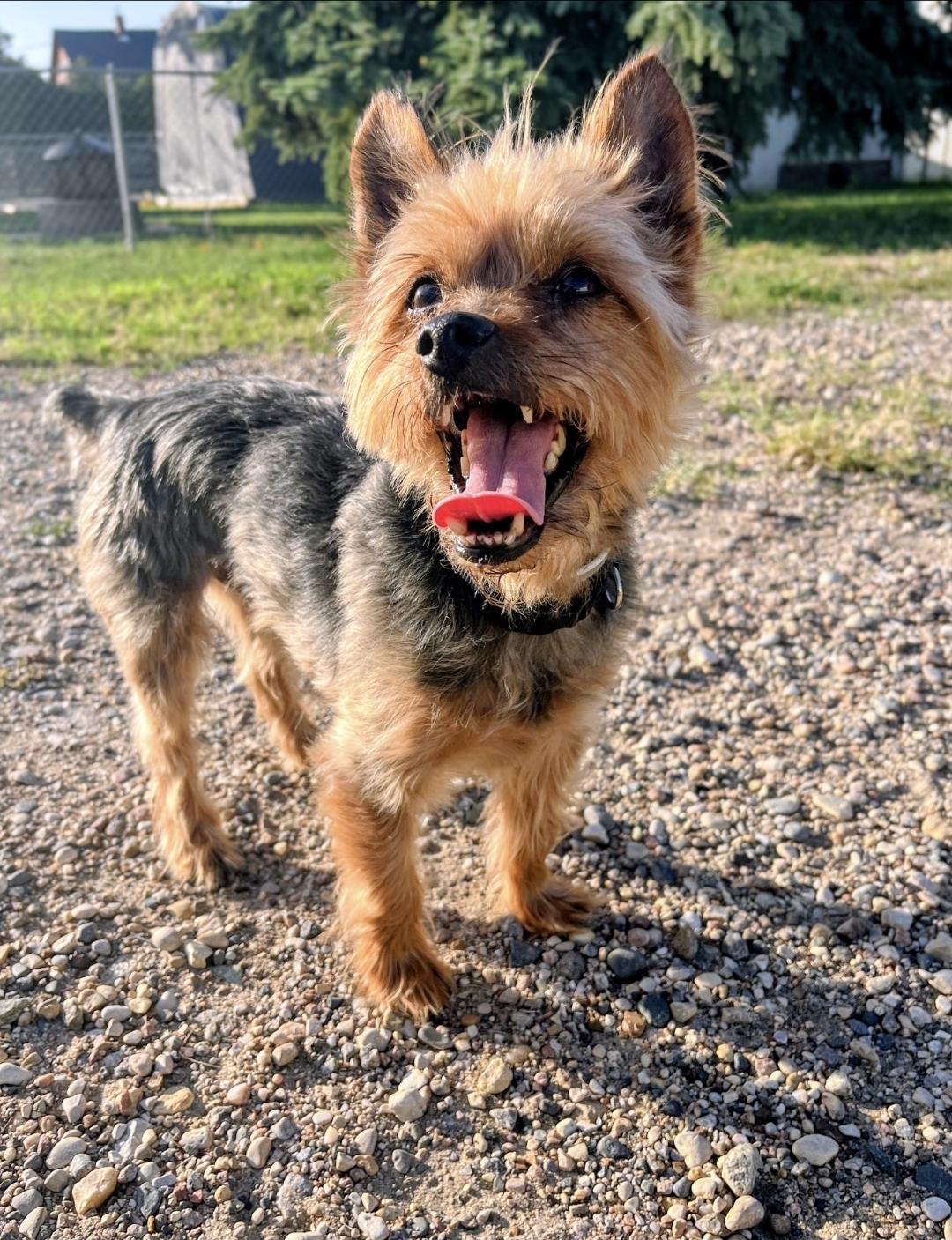 Enlarge Brody, a Adopted Yorkshire Terrier in Sawyer, ND image 6/6