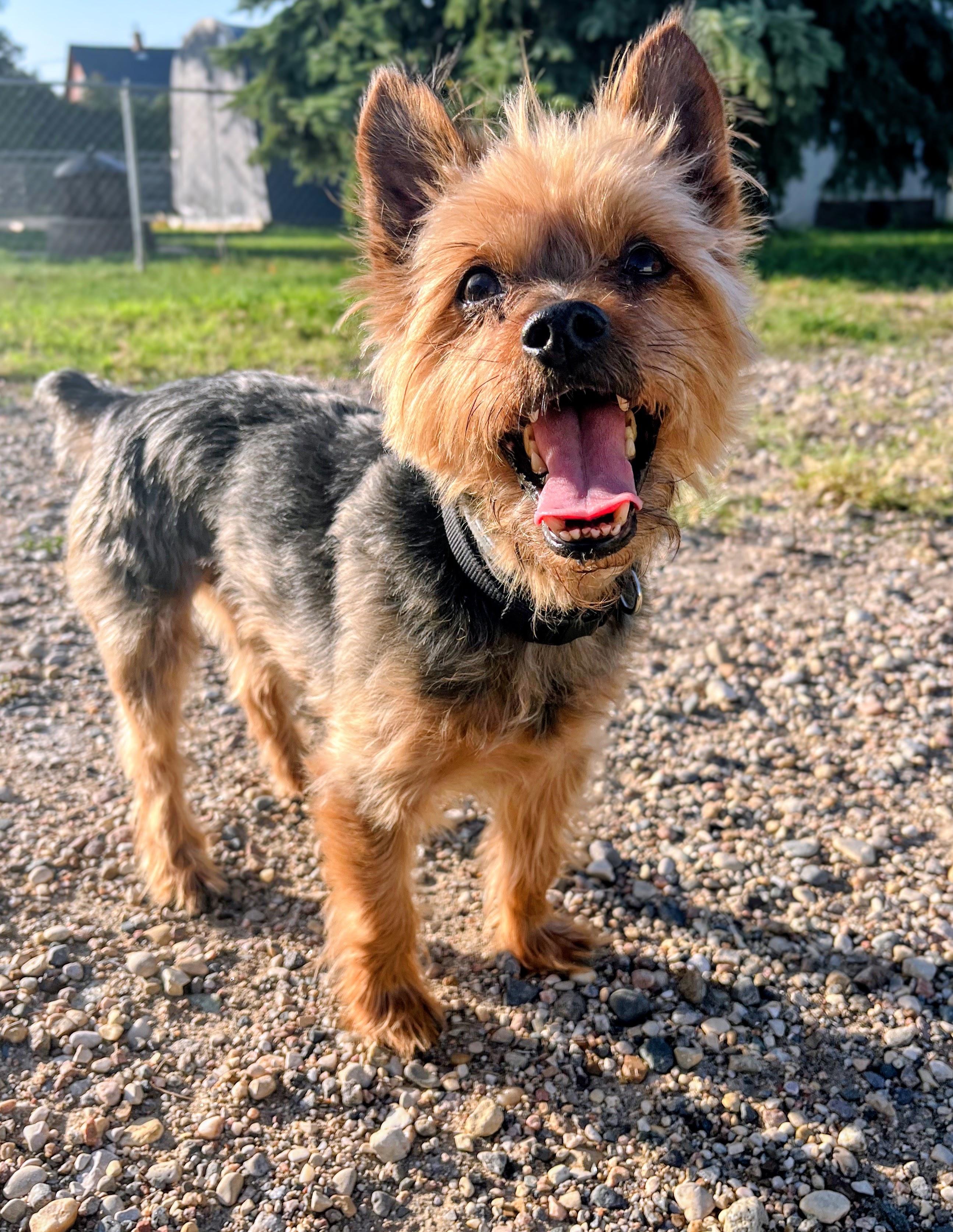 Enlarge Brody, a Adopted Yorkshire Terrier in Sawyer, ND image 3/6