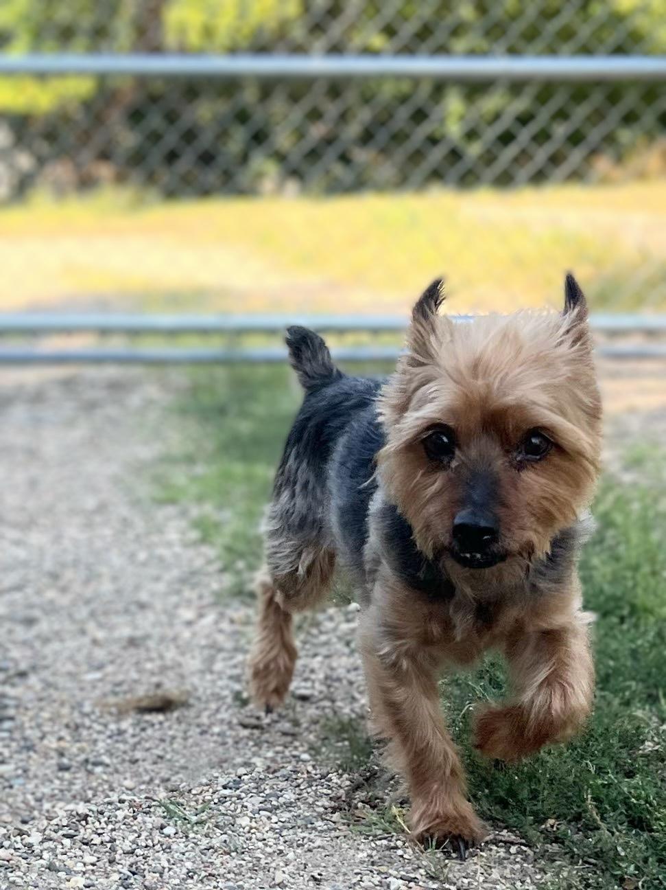 Enlarge Brody, a Adopted Yorkshire Terrier in Sawyer, ND image 2/6