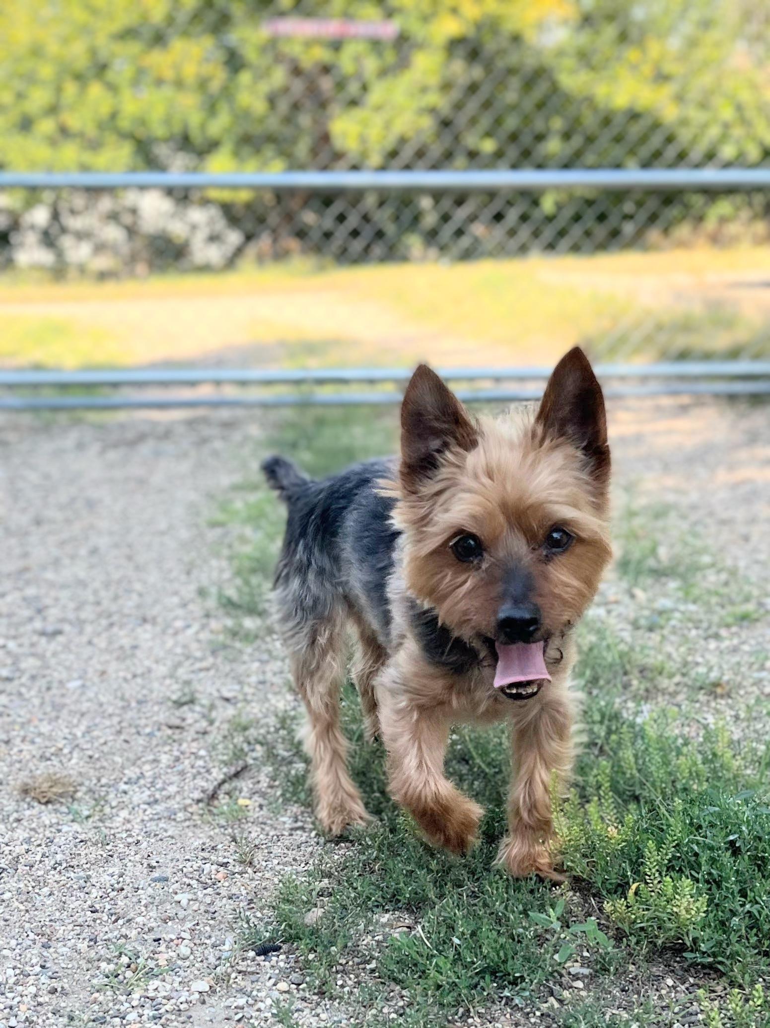 Brody, Adopted, Adult Male Yorkshire Terrier.