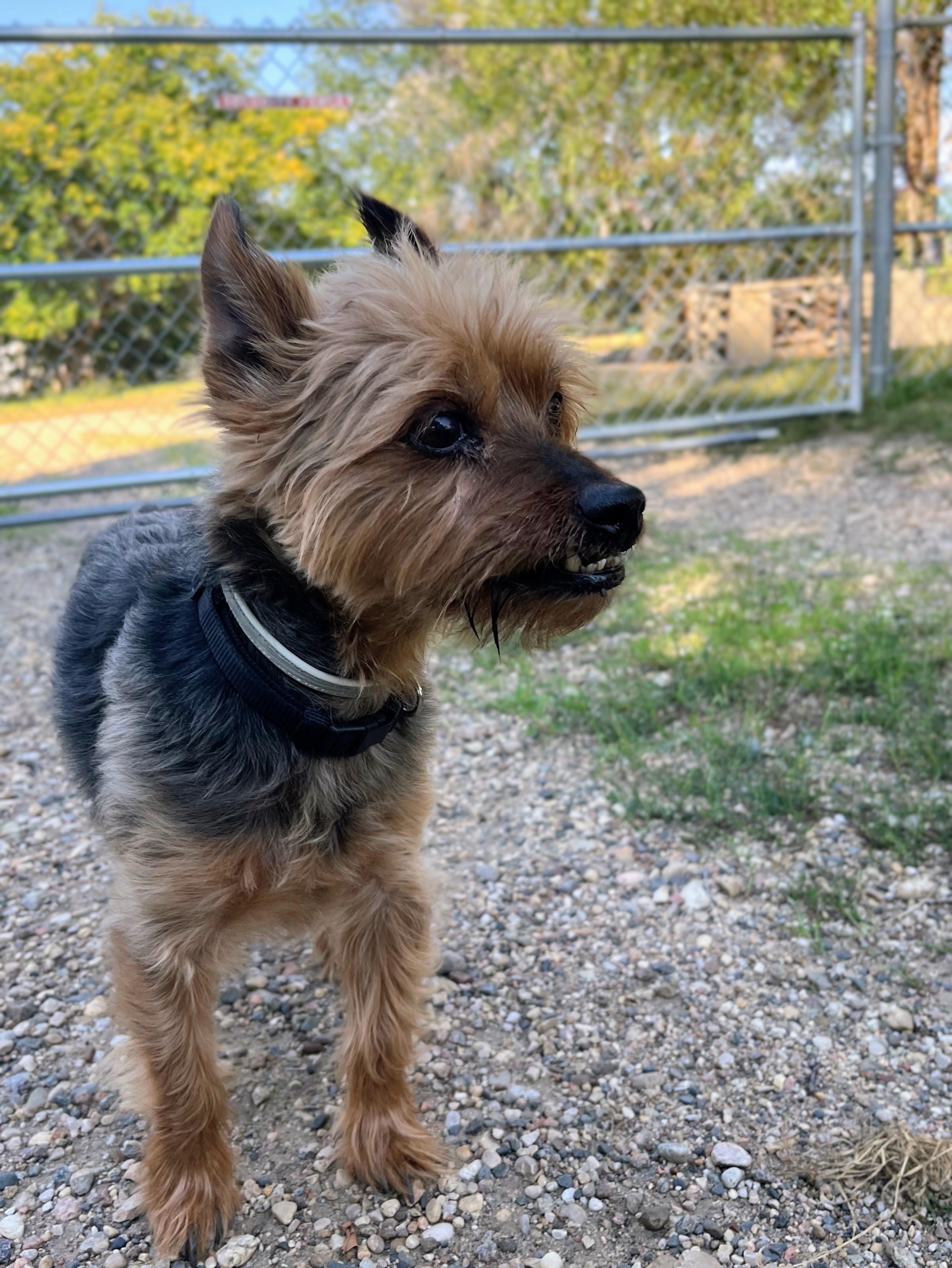 Enlarge Brody, a Adopted Yorkshire Terrier in Sawyer, ND image 4/6