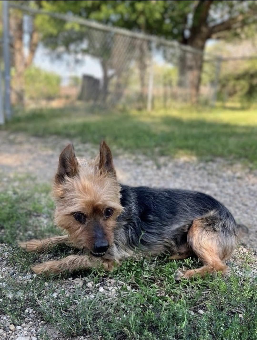 Enlarge Brody, a Adopted Yorkshire Terrier in Sawyer, ND image 5/6