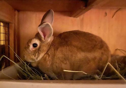 Enlarge Roger, a Adoptable Bunny Rabbit in Escondido, CA image 1/1