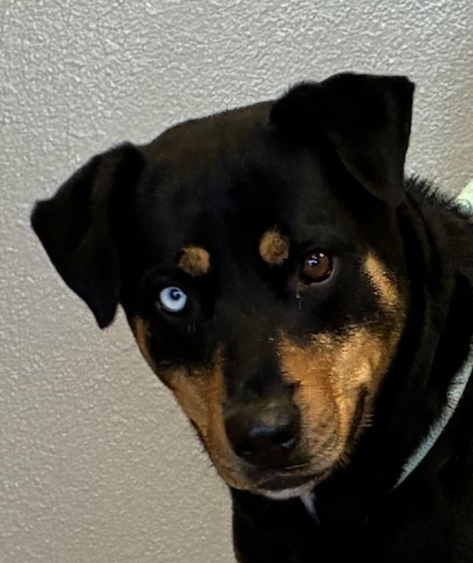Enlarge Mini Moon, a Adopted mixed breed in Sterling, CO image 1/2