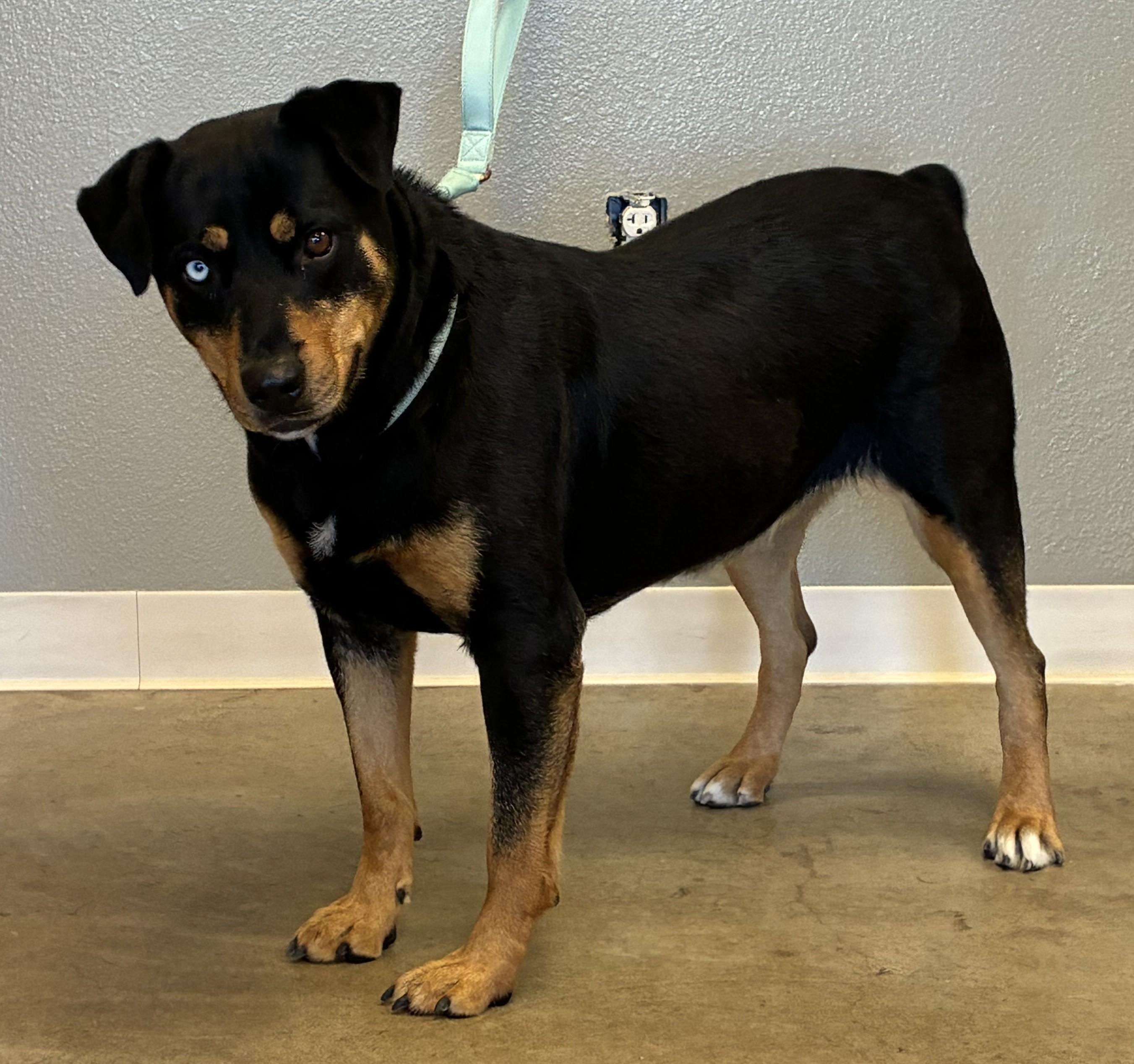 Enlarge Mini Moon, a Adopted mixed breed in Sterling, CO image 2/2