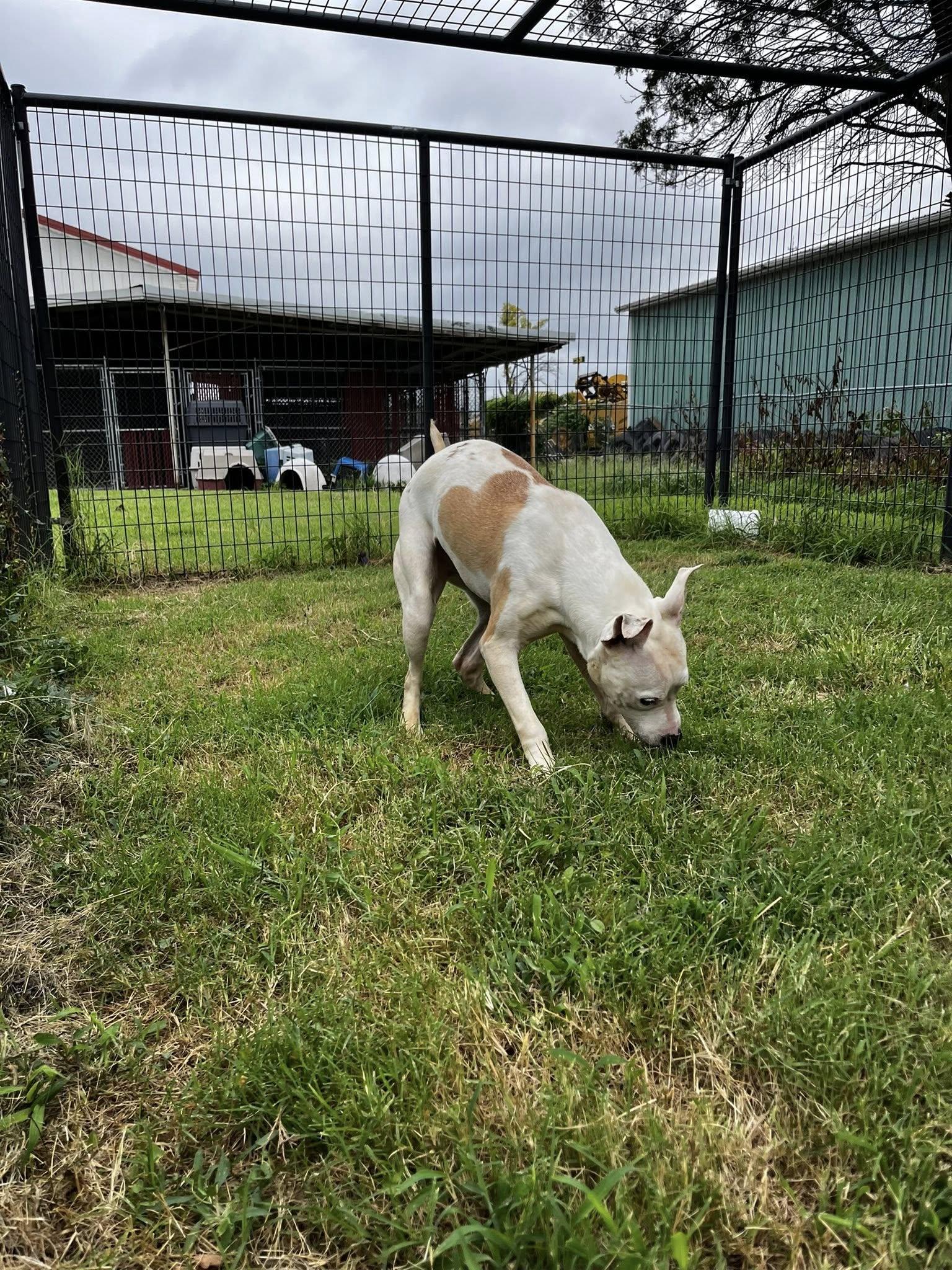 Penelope, an adoptable Pit Bull Terrier in McPherson, KS, 67460 | Photo Image 3