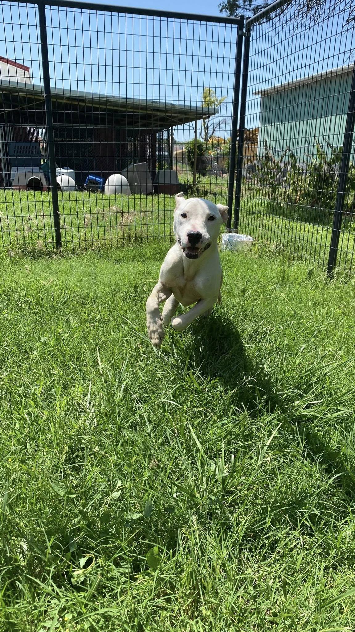 Penelope, an adoptable Pit Bull Terrier in McPherson, KS, 67460 | Photo Image 4