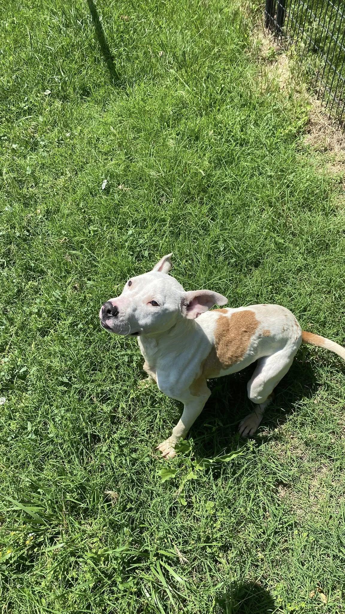 Penelope, an adoptable Pit Bull Terrier in McPherson, KS, 67460 | Photo Image 5