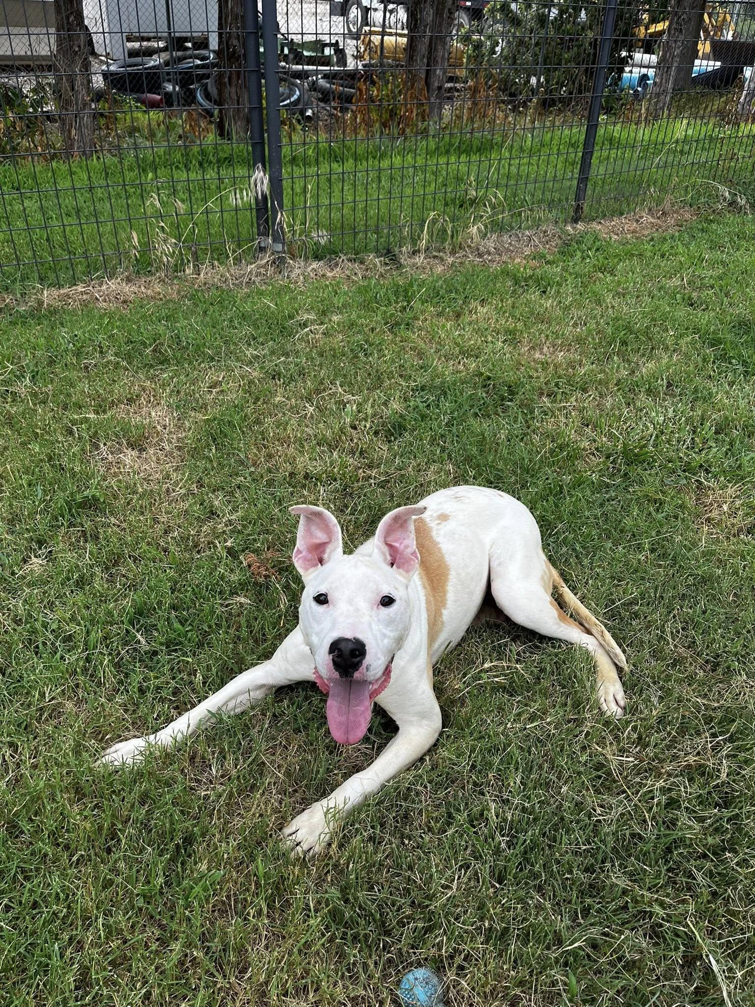 Penelope, an adoptable Pit Bull Terrier in McPherson, KS, 67460 | Photo Image 2