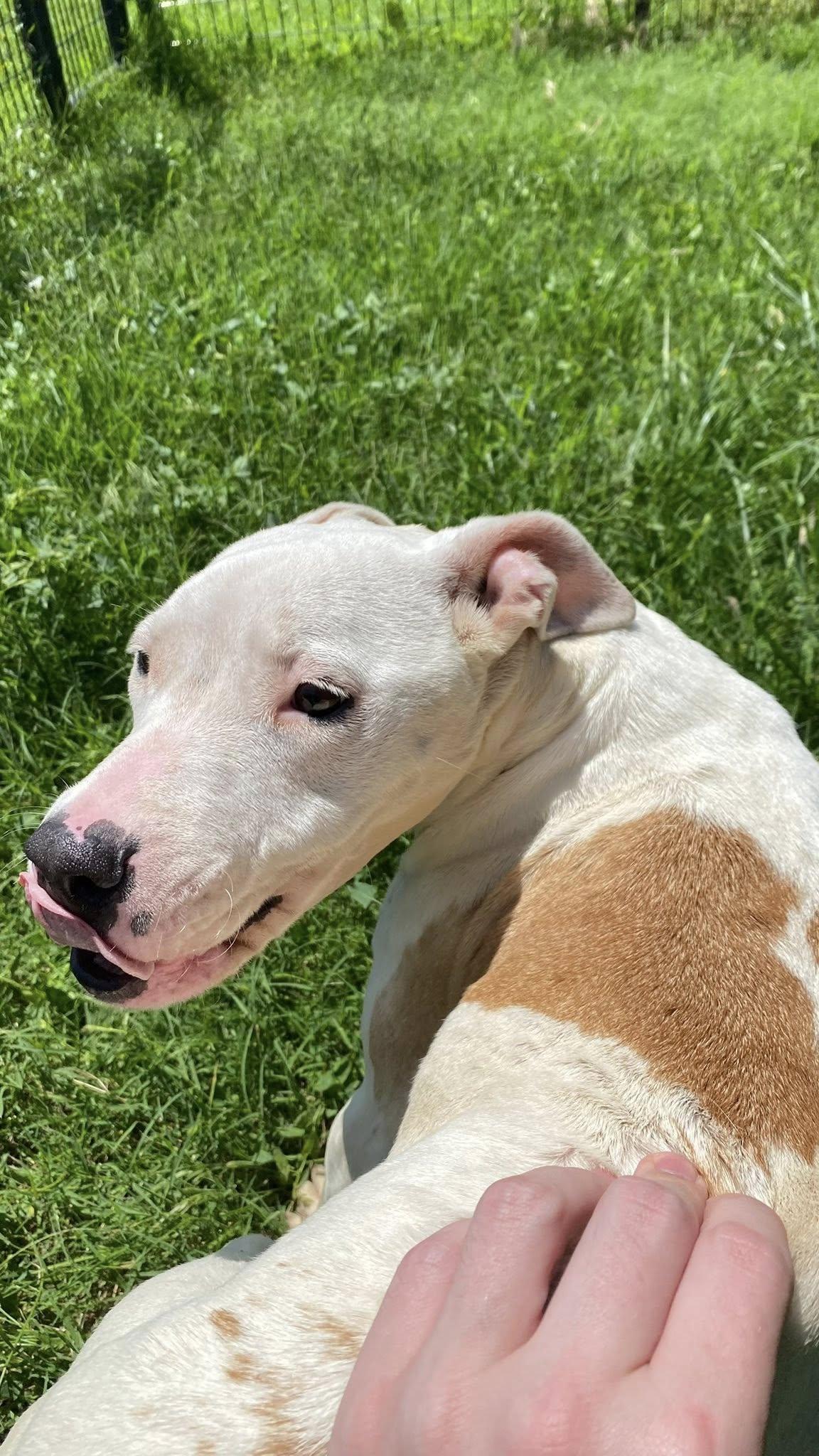 Penelope, an adoptable Pit Bull Terrier in McPherson, KS, 67460 | Photo Image 1