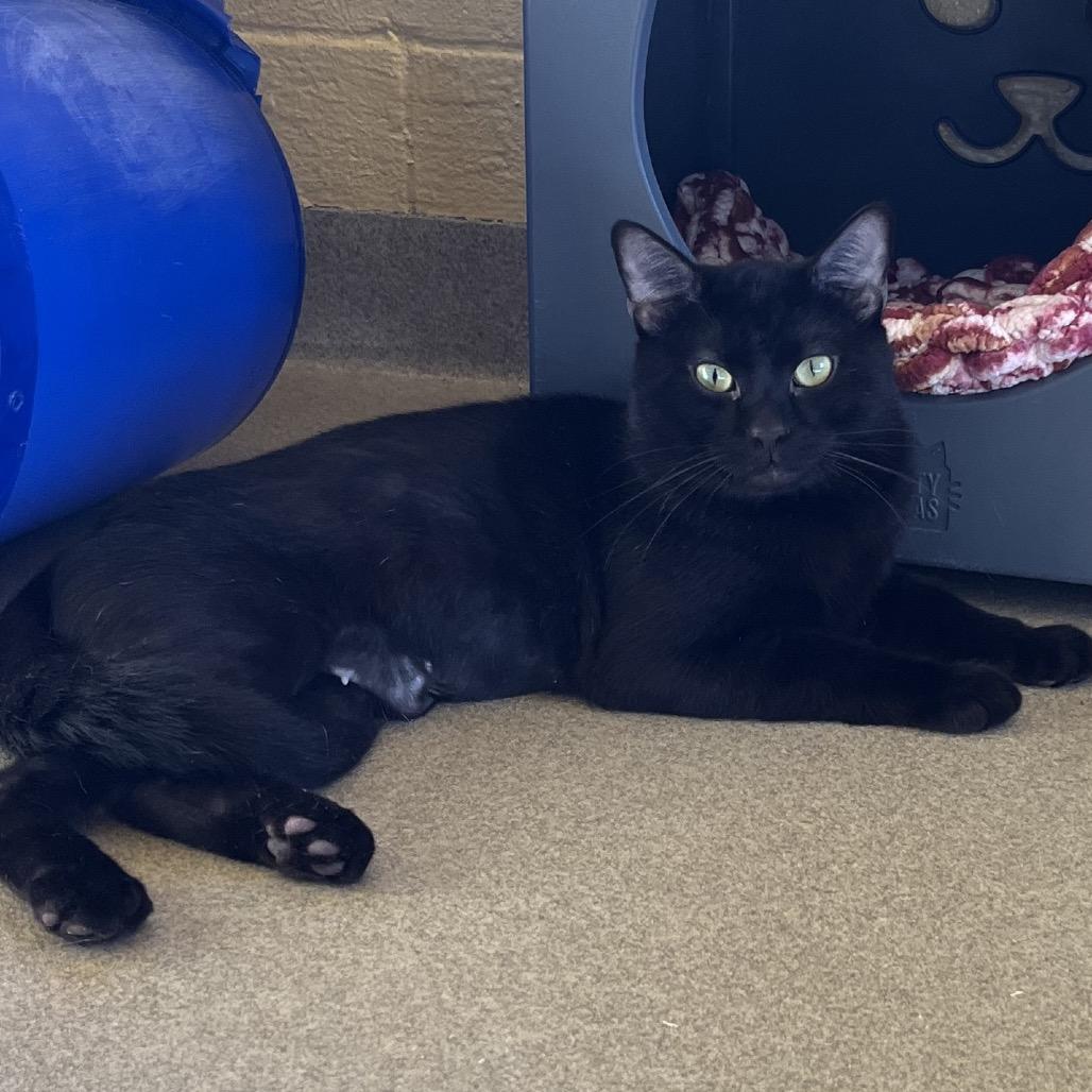 Enlarge Peter, a Adoptable Domestic Short Hair in West Palm Beach, FL image 1/4