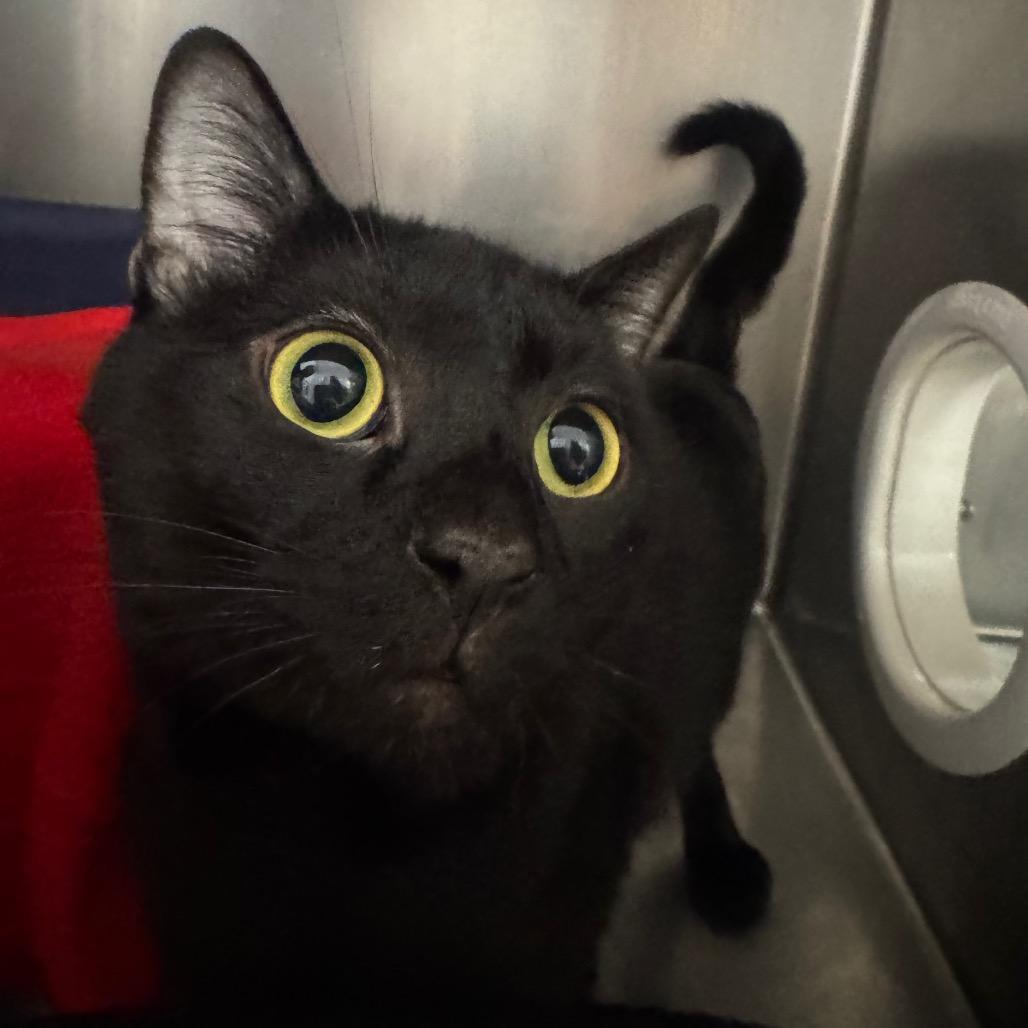 Enlarge Peter, a Adoptable Domestic Short Hair in West Palm Beach, FL image 2/4
