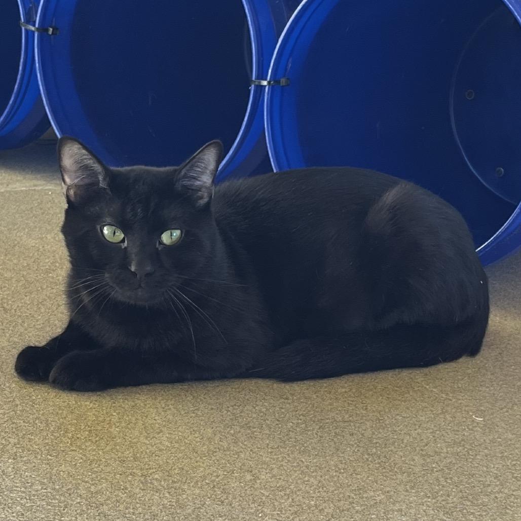 Enlarge Peter, a Adoptable Domestic Short Hair in West Palm Beach, FL image 3/4