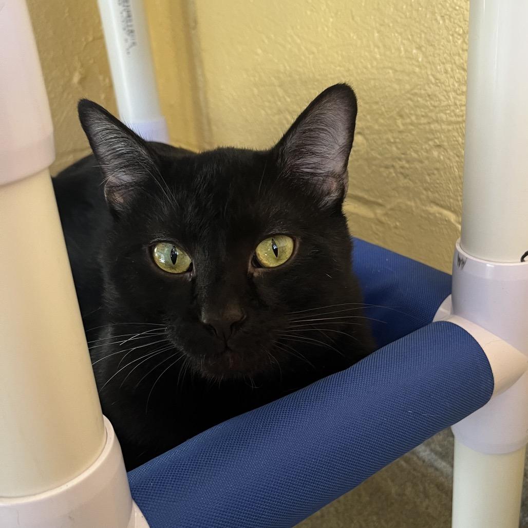 Enlarge Peter, a Adoptable Domestic Short Hair in West Palm Beach, FL image 4/4