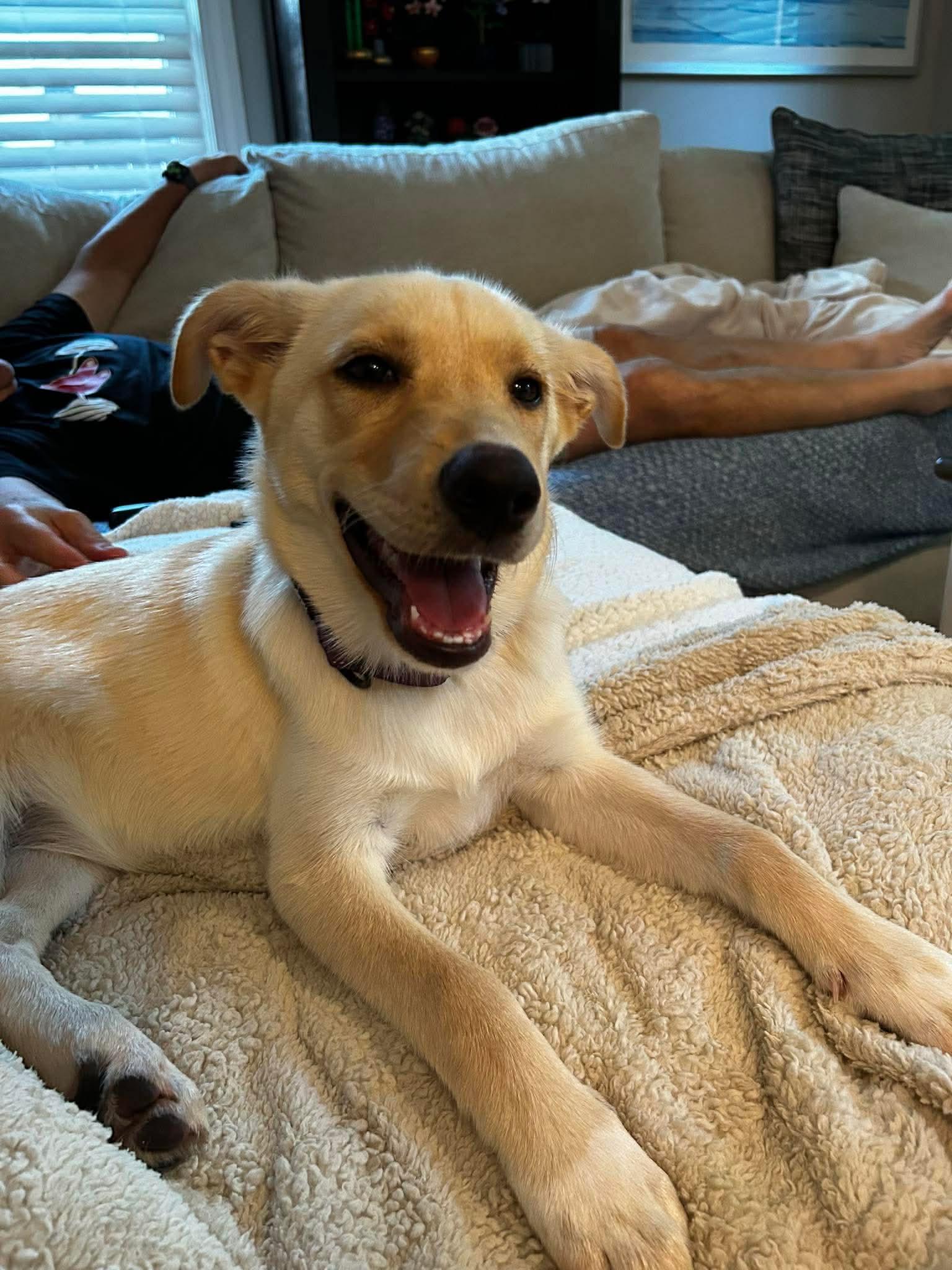 Harper, an adopted mixed breed in Wando, SC image 3/6