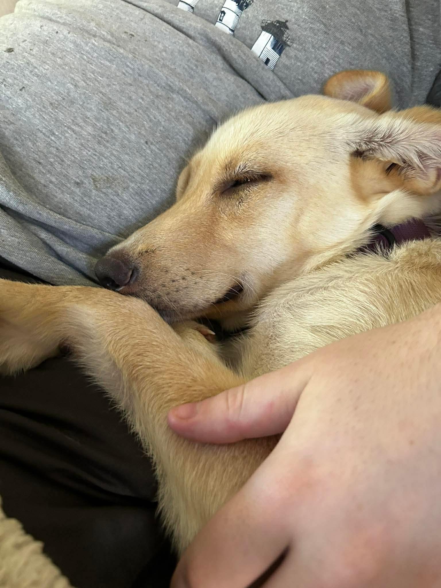 Harper, an adopted mixed breed in Wando, SC image 5/6