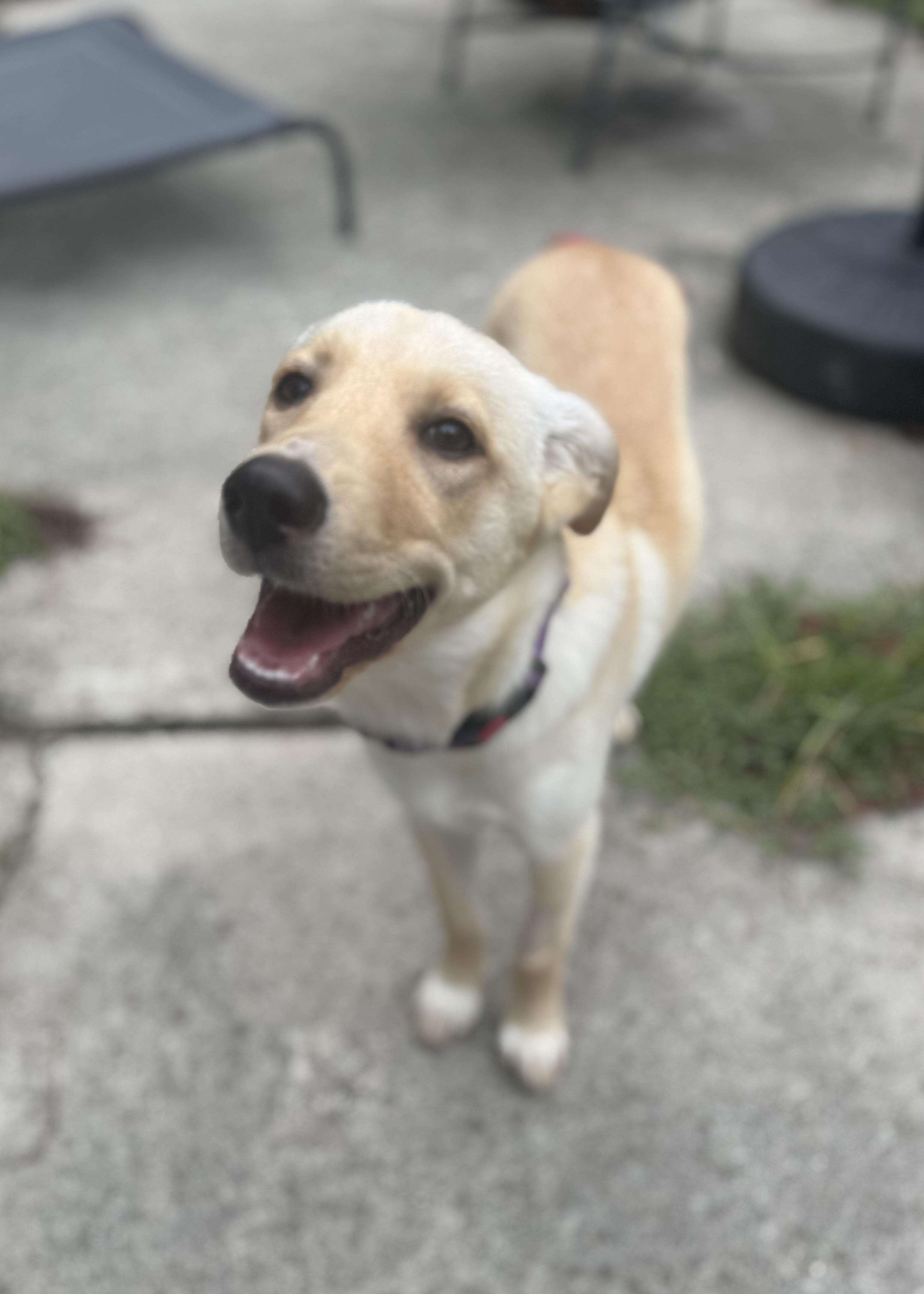 Harper, an adopted mixed breed in Wando, SC image 6/6